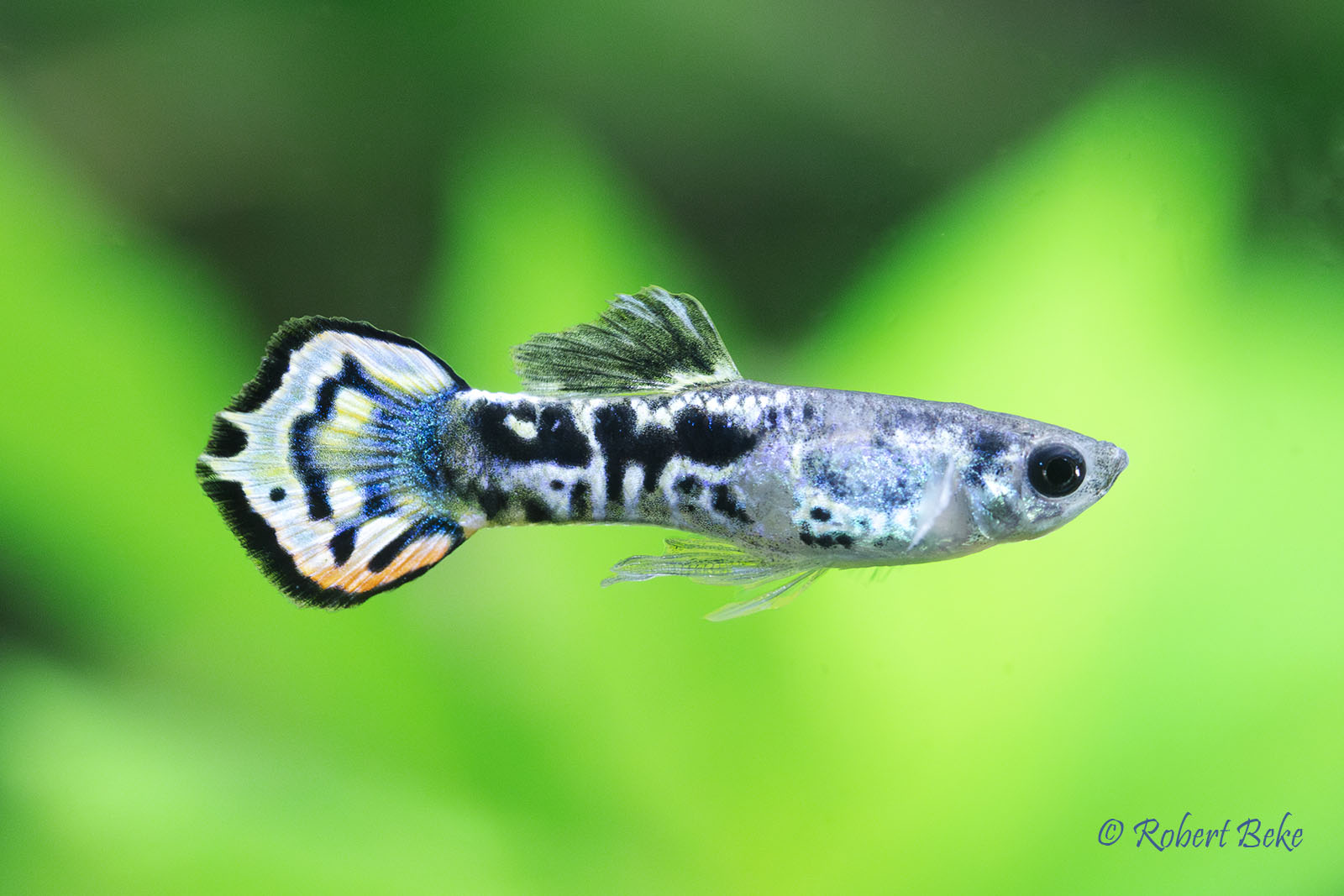Tiger Guppy - Poecilia reticulata