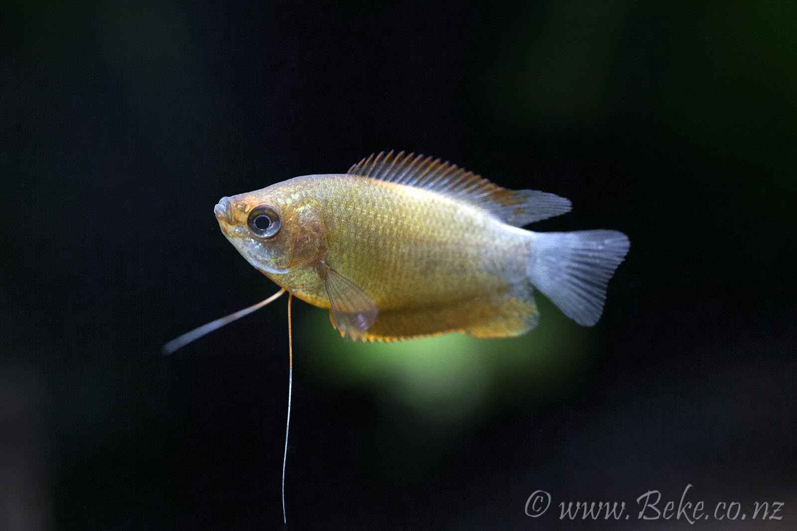 Trichogaster chuna | Akvaristika i teraristika