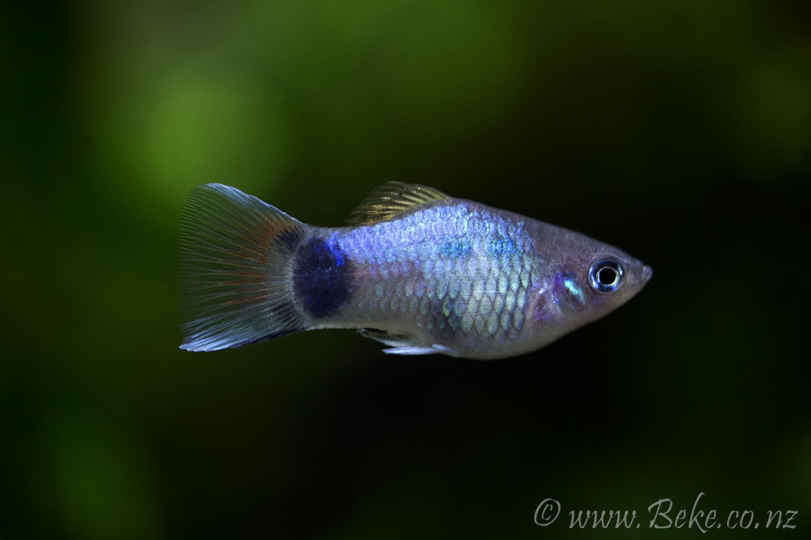 Xiphophorus maculatus