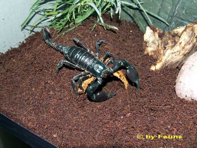 skorpion2.jpg