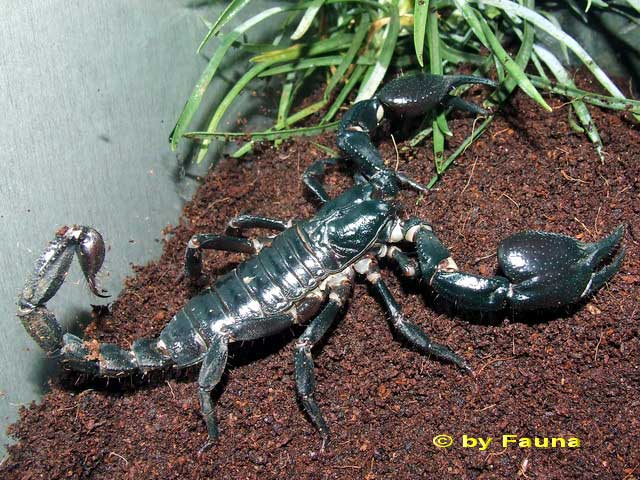 skorpion5.jpg