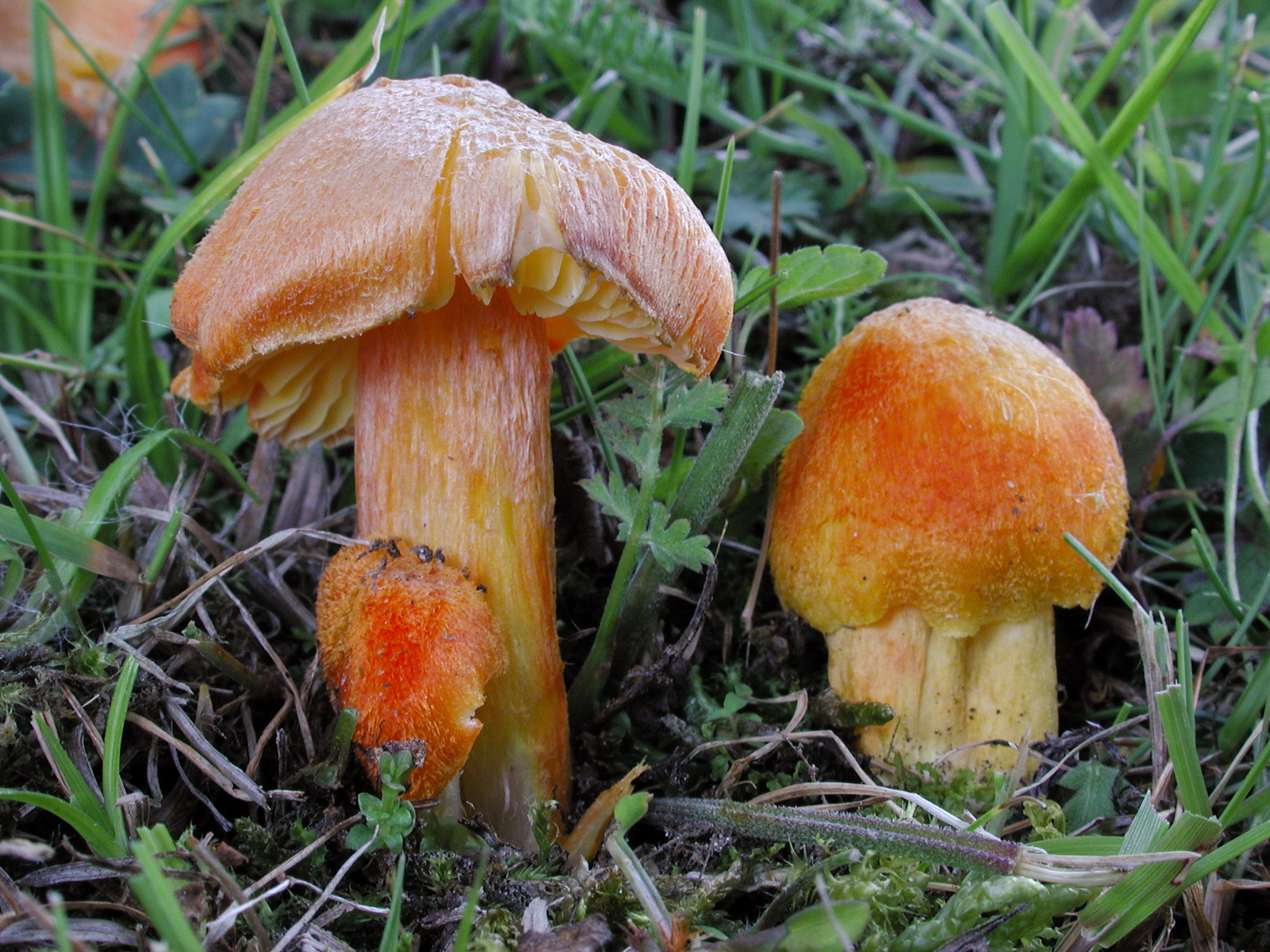 www.iucnredlist.org